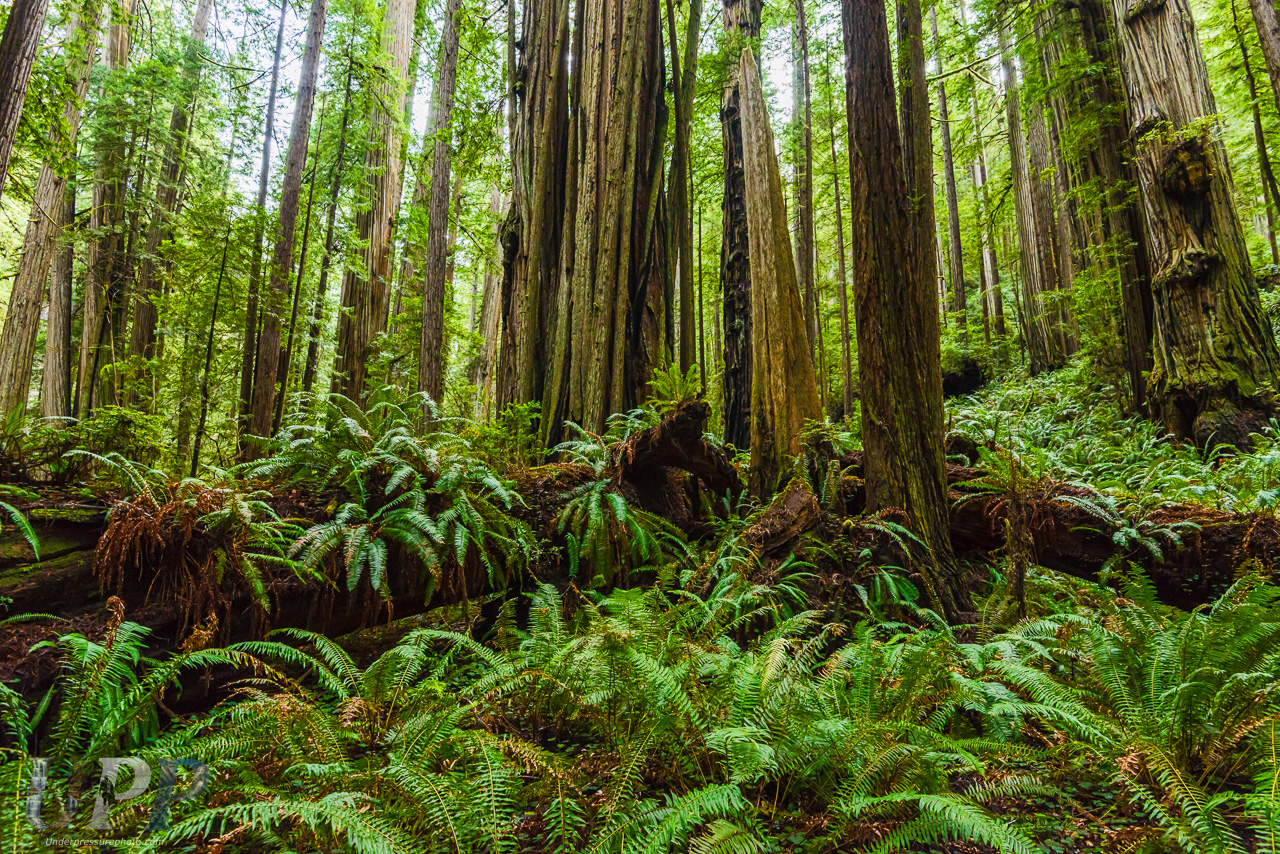 Look for Ewoks