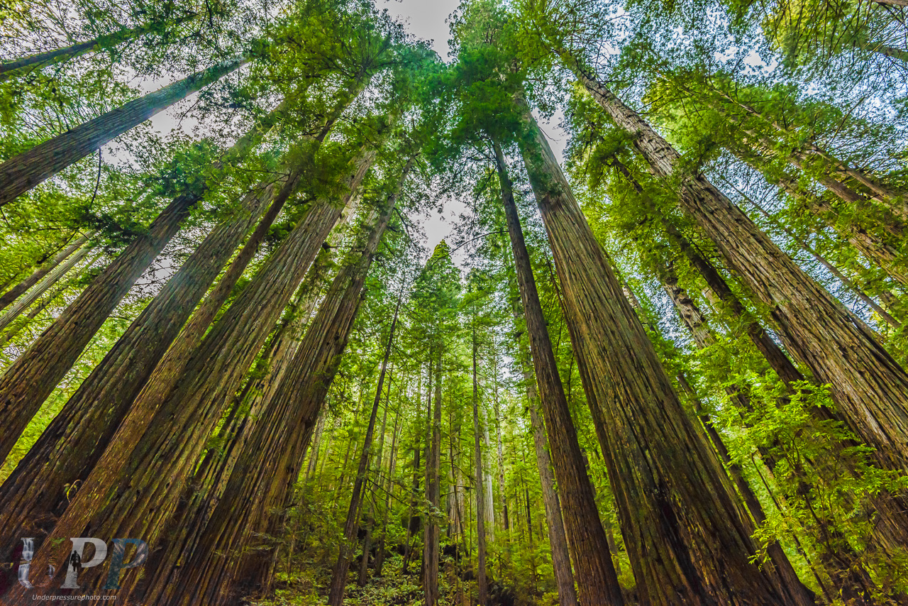 Forest for the Trees