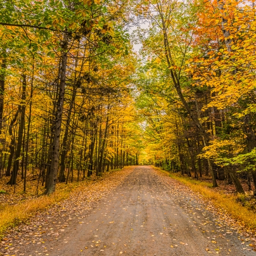 Country Road in the Fall