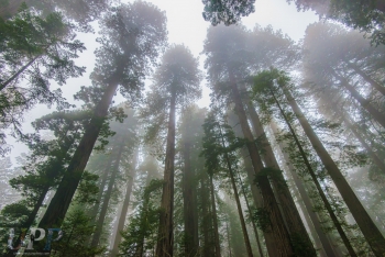 Ancient Giants in the Mist