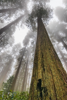 Giants in the Mist