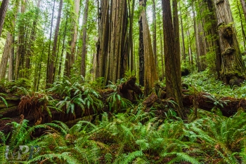 Look for Ewoks