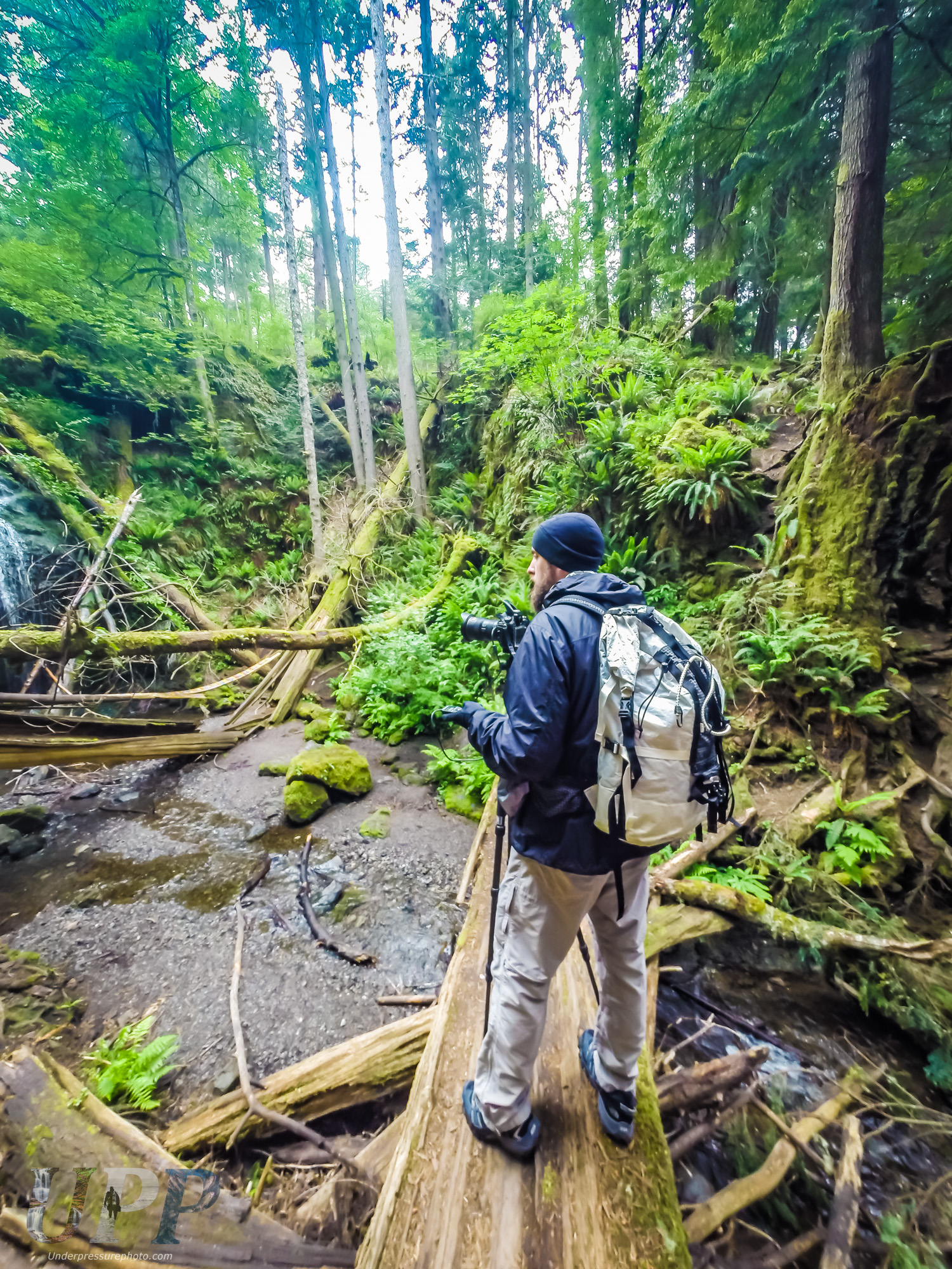 Follow The Fallen Trees