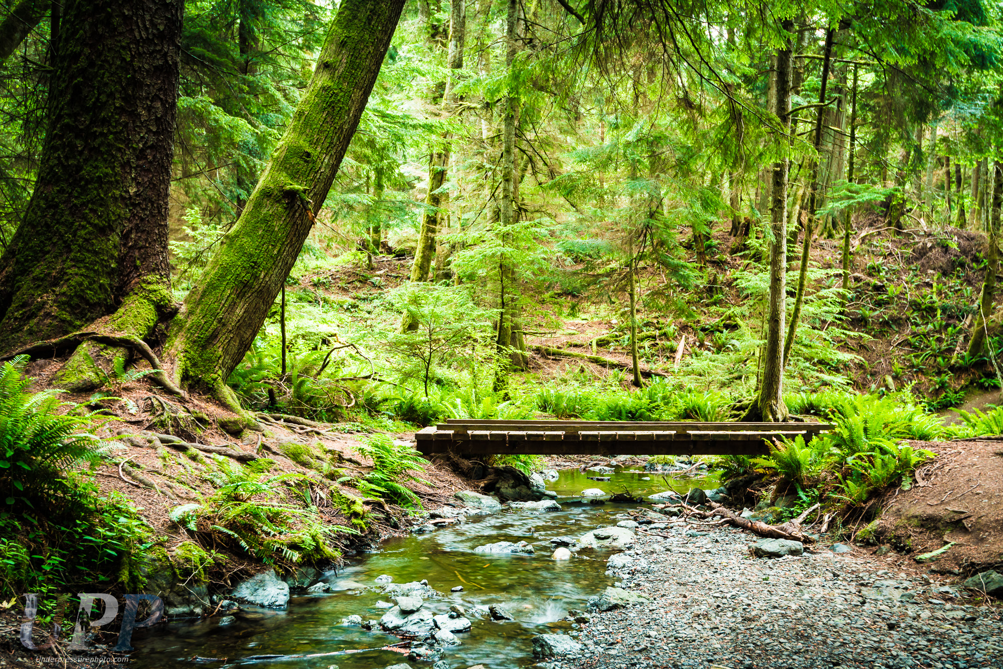 Forest Path