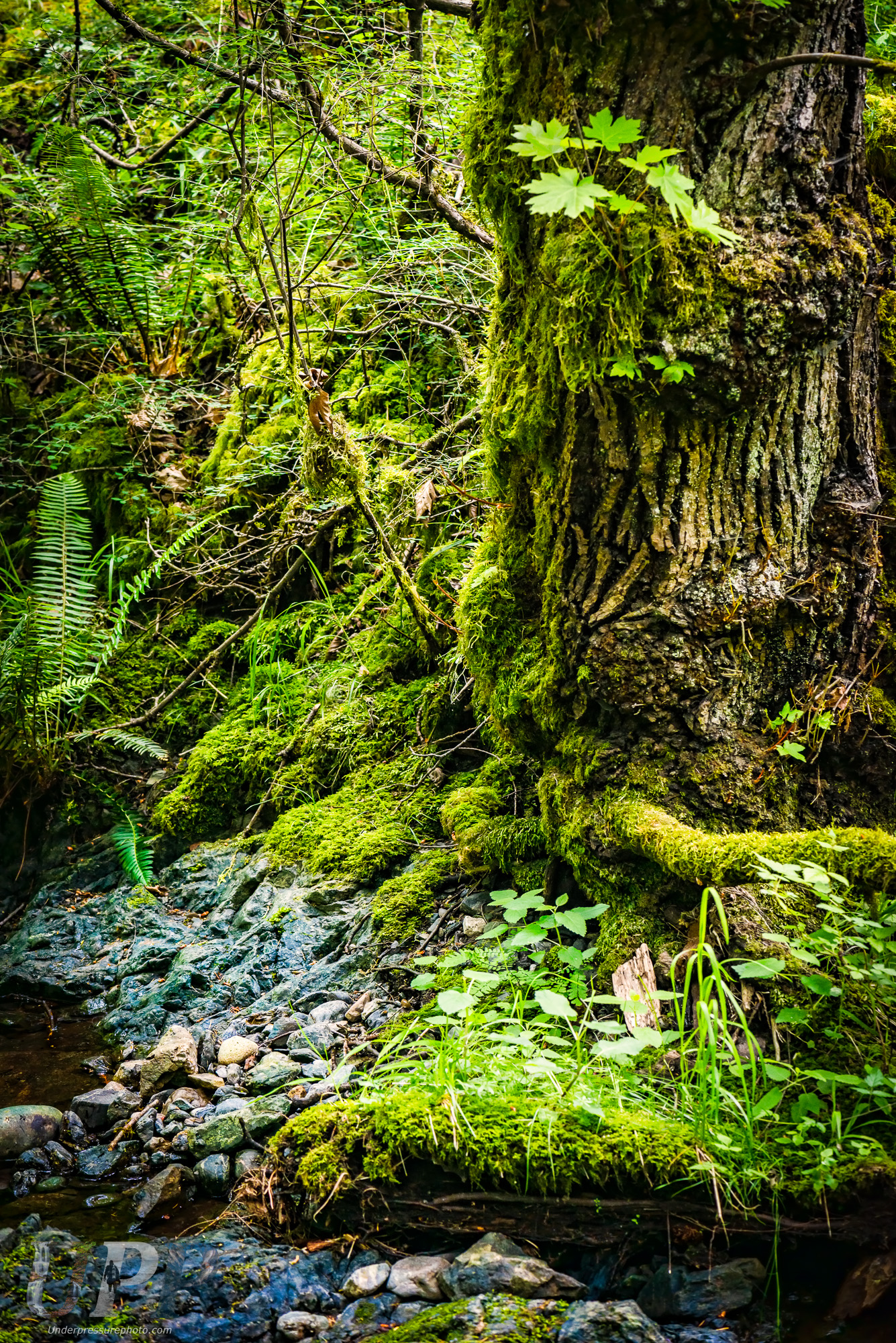 Rainforest Labrynth