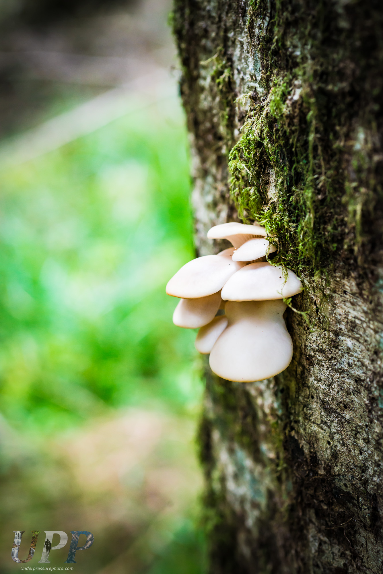 Forest Fungus