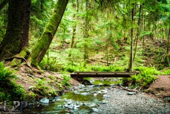 Forest Path