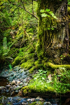 Rainforest Labrynth