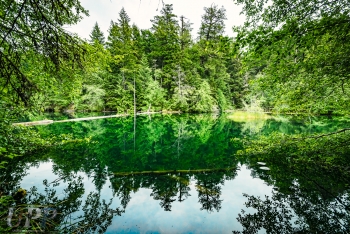 Forest Reflection