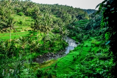 Jungle in Paradise