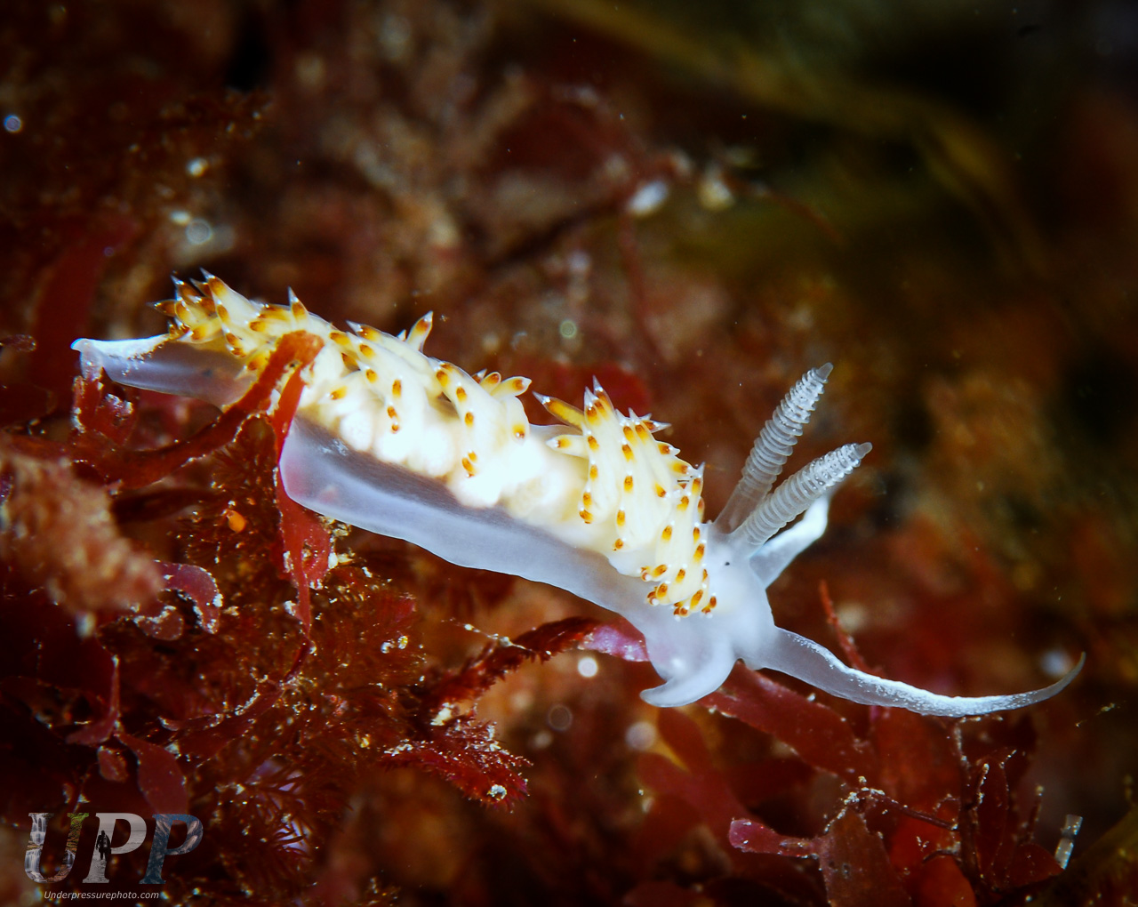 Price's Aeolid (Flabellina pricei)