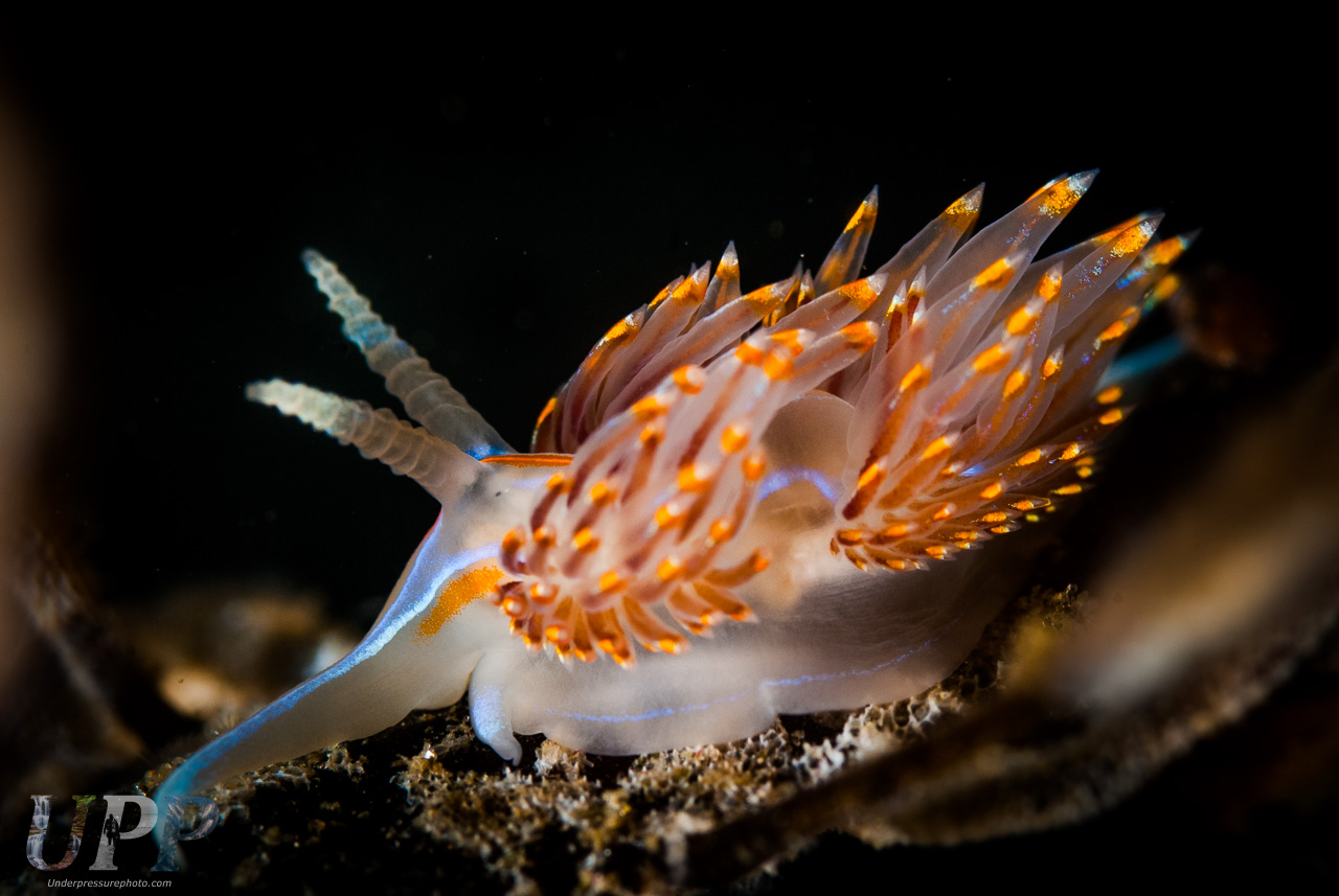 Hermissenda Opalescens on Kelp