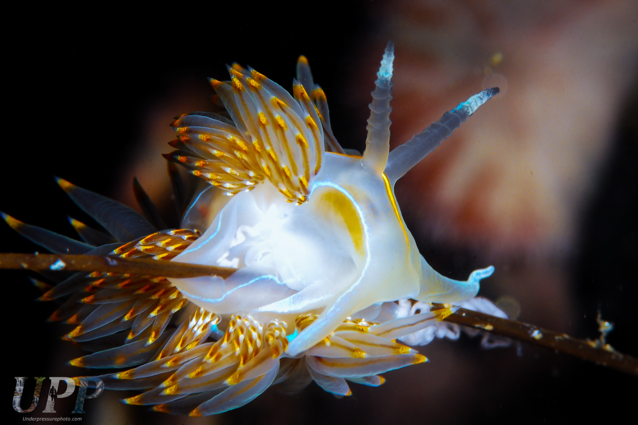 Hermissenda Opalescens Laying Eggs