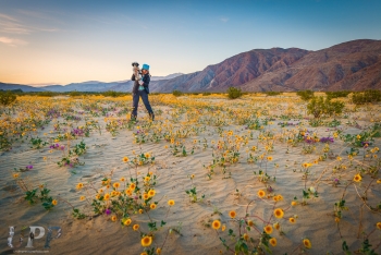 Desert in Bloom