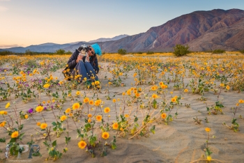 Desert in Bloom