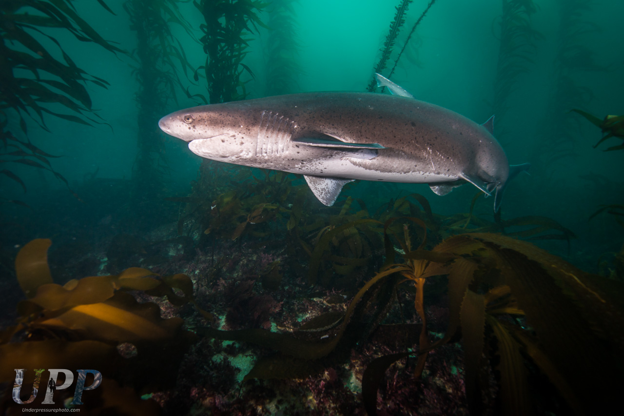 Sevengill shark