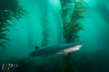 Sevengill shark