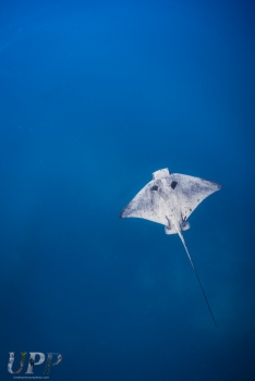 Bat Ray