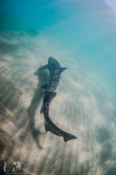 Leopard Shark in the Shallows