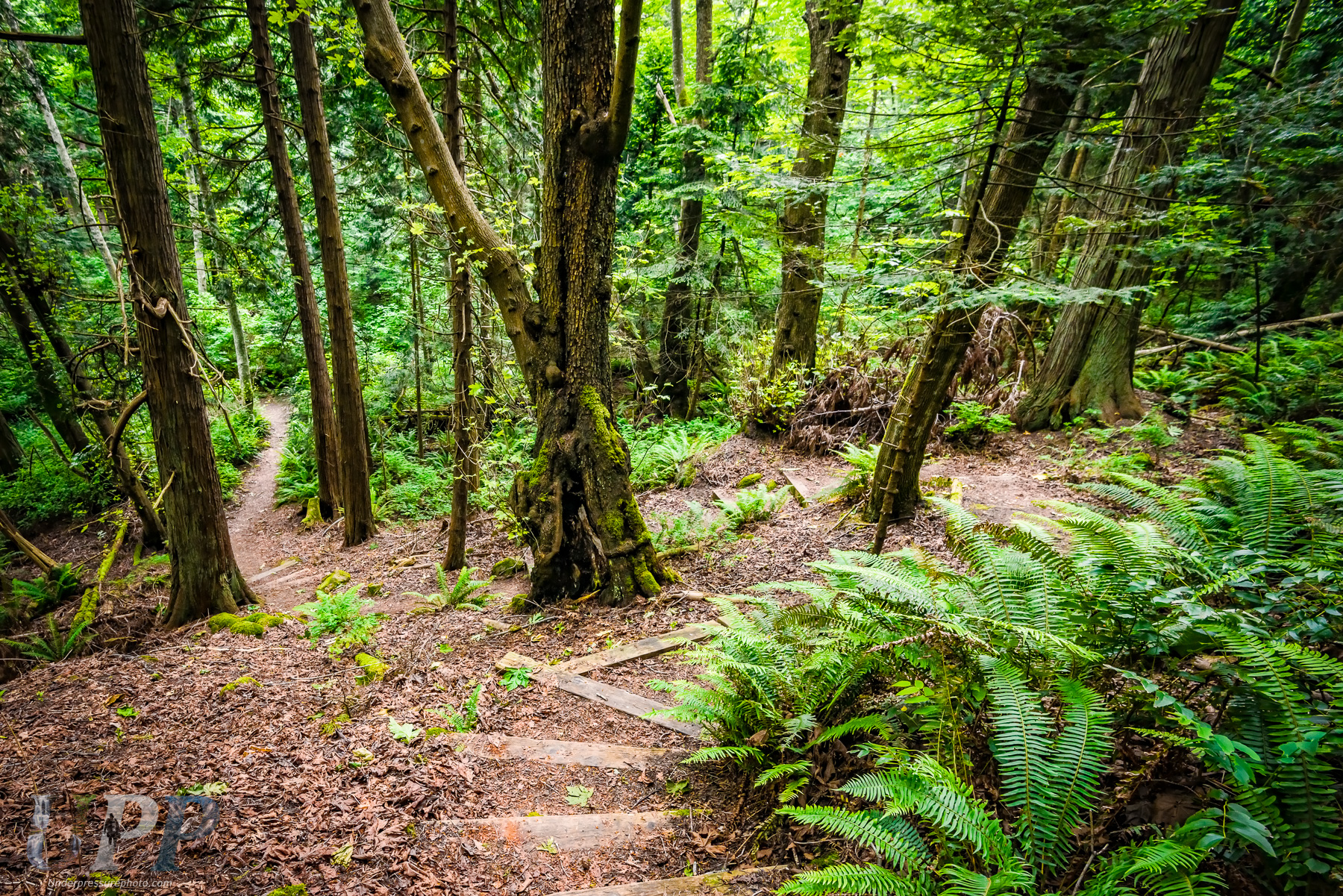 Forest Trail