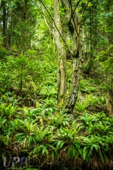Lush ferns and trees on Sucia Island