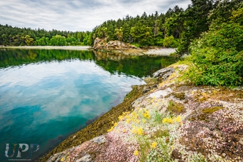 Spring flowers on Sucia Island