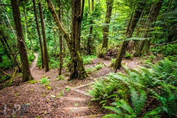 Forest Trail