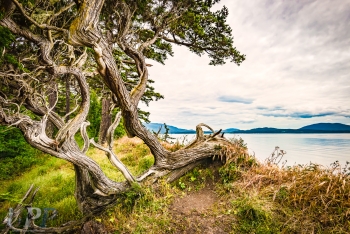 Windswept Tree on the Sea Bluff of Sucia Island
