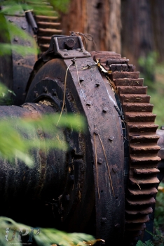 Machinery in the Forest