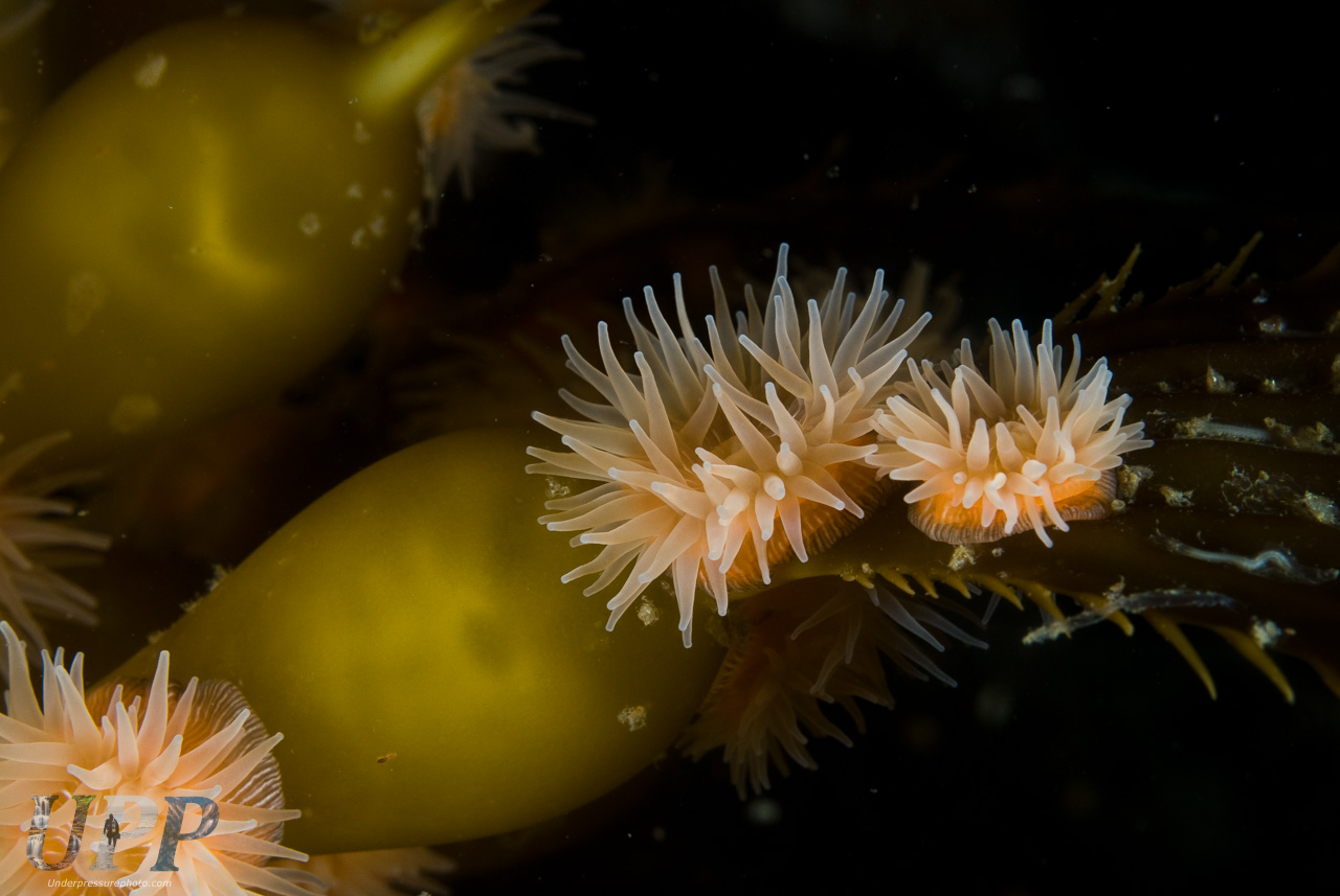 Anemones on Kelp