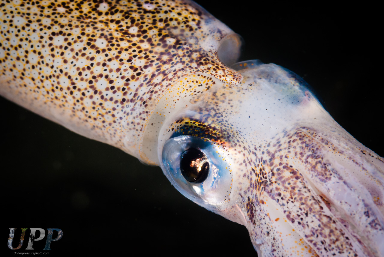 Market Squid (Loligo opalescens)