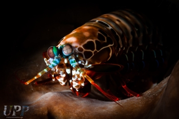 Peacock Mantis Shrimp