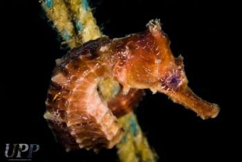 Pacific seahorse (Hippocampus ingens)