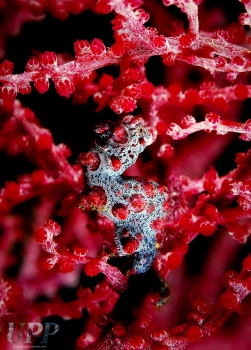 Pygmy Seahorse