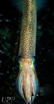 Market Squid (Loligo opalescens) Showing Off Colors