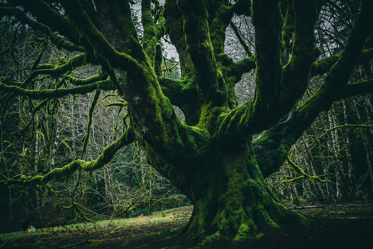 Mother tree. 

This ancient, old growth big leaf maple tree gives life to new trees, shares its resources with neighbors through the underground wood wide web and will one day fall and become a nurse log, giving it's flesh to allow new trees to grow.