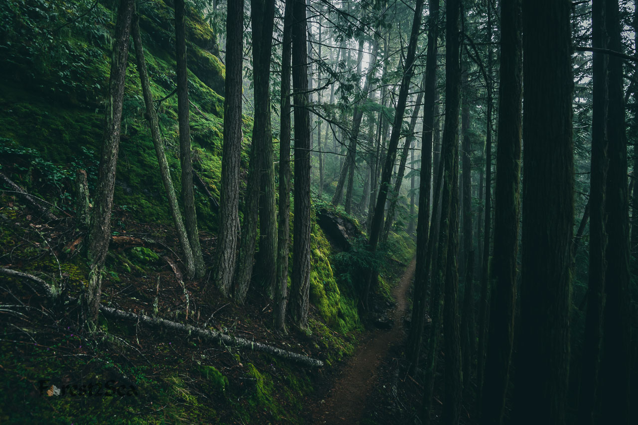 A trail through the dark forest guides us home.