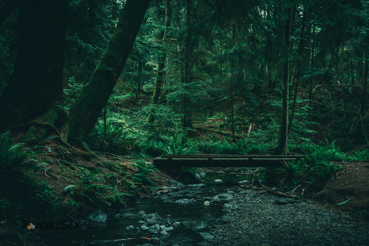 Forest Path