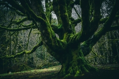 Mother tree. 

This ancient, old growth big leaf maple tree gives life to new trees, shares its resources with neighbors through the underground wood wide web and will one day fall and become a nurse log, giving it's flesh to allow new trees to grow.