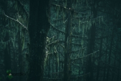 The moss hung like the sails on a ghostly pirate ship. Standing like silent sentinels, the trees warned those passing through.