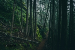 A trail through the dark forest guides us home.