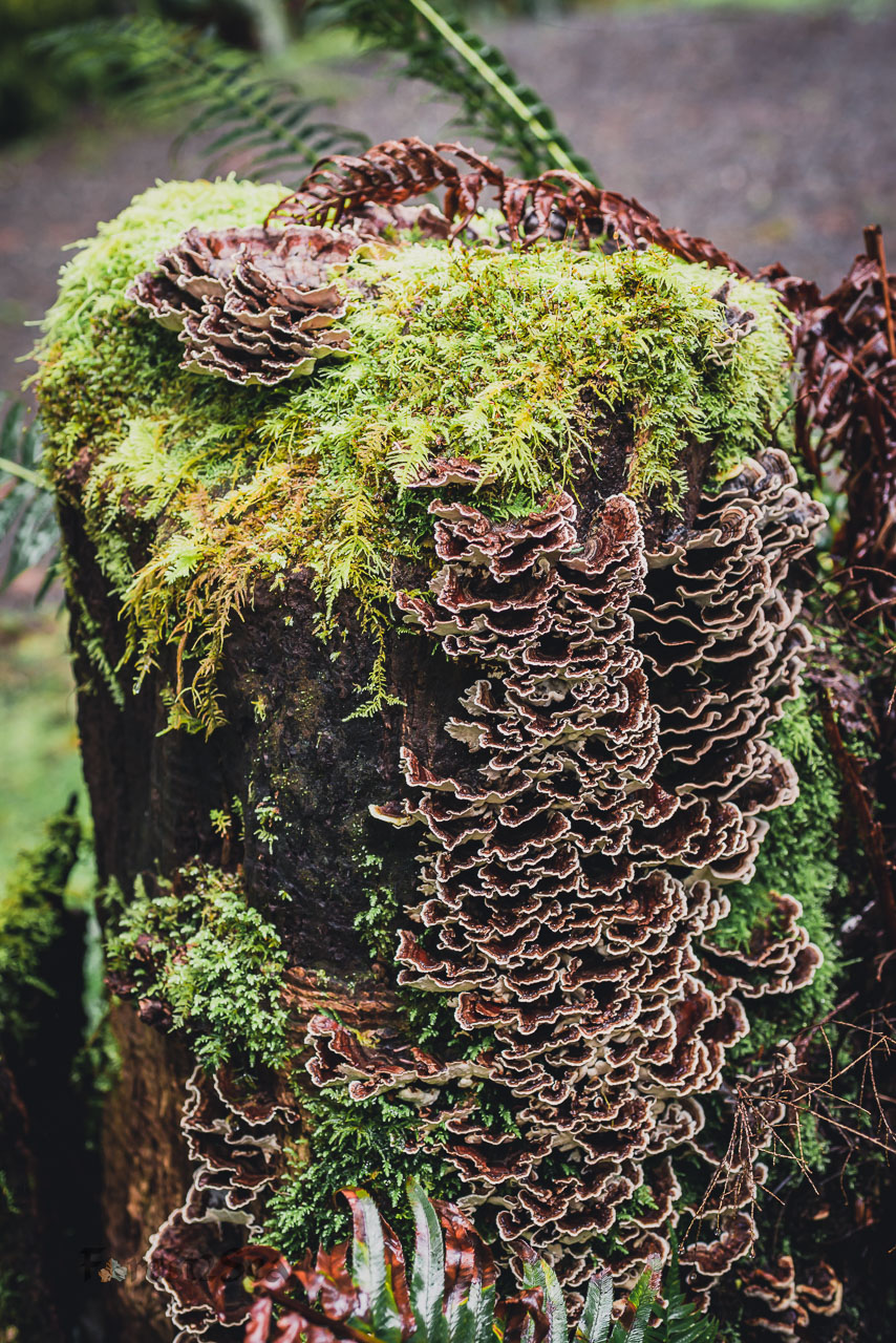 Fungi growing on an old stump