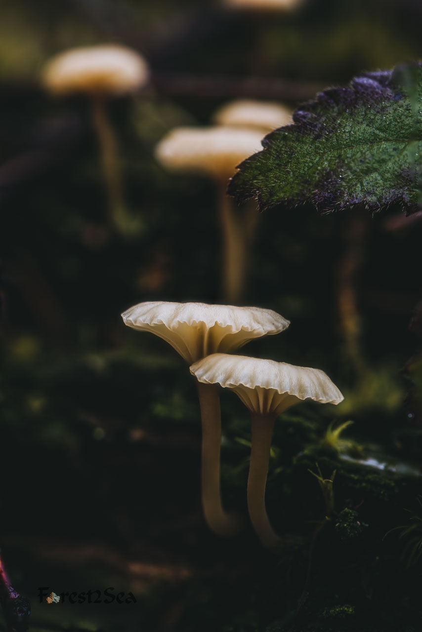 Winter mushrooms