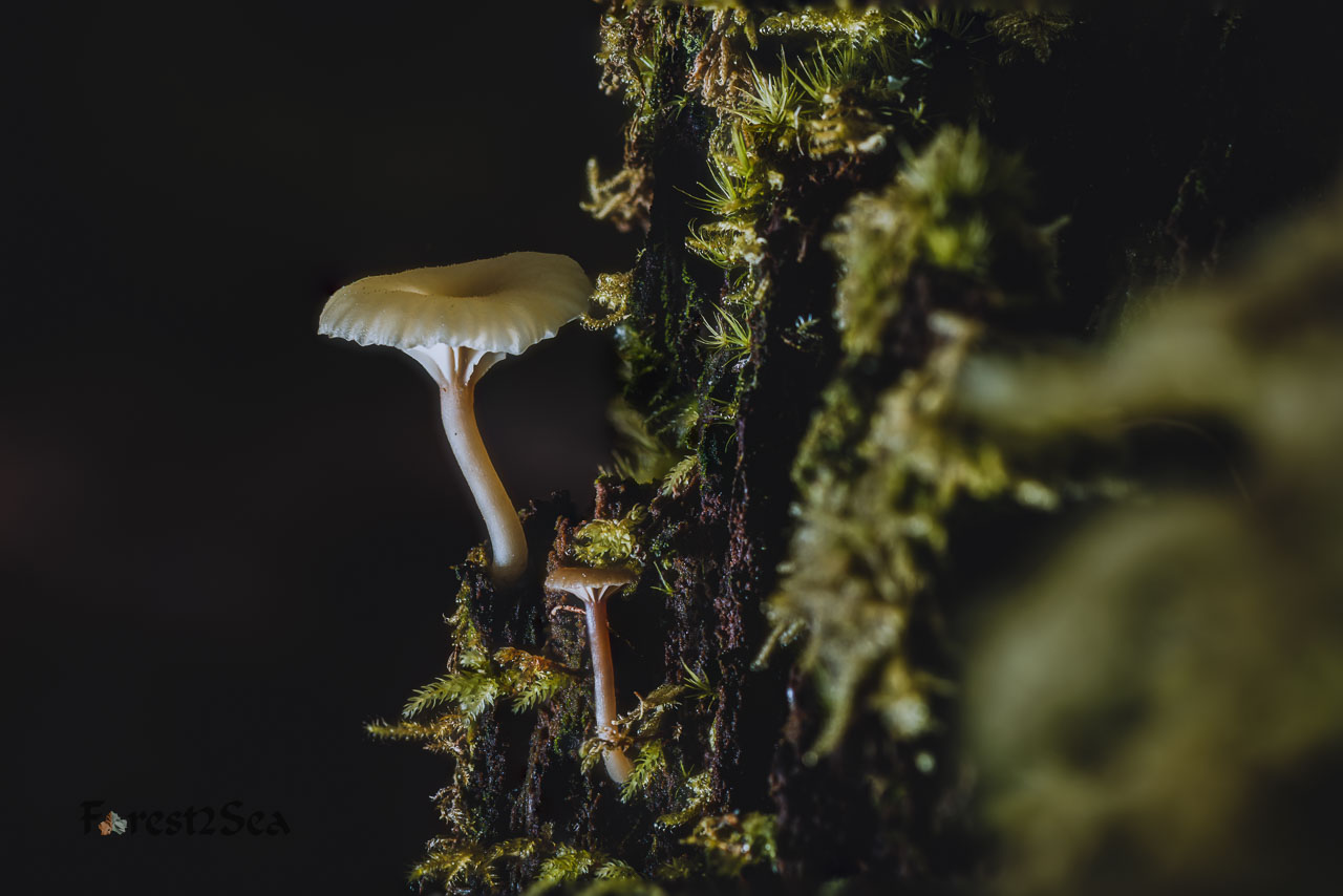 Spring mushrooms