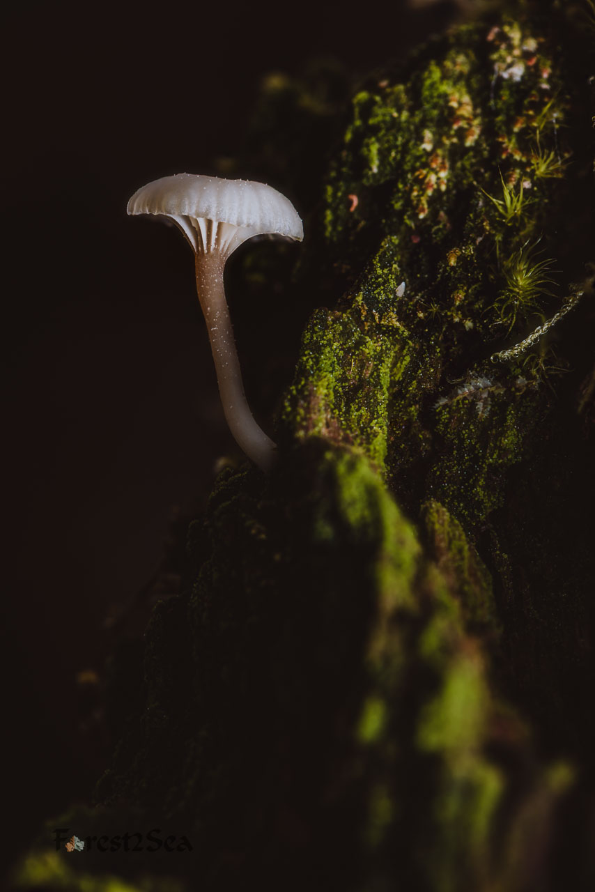 Spring mushrooms