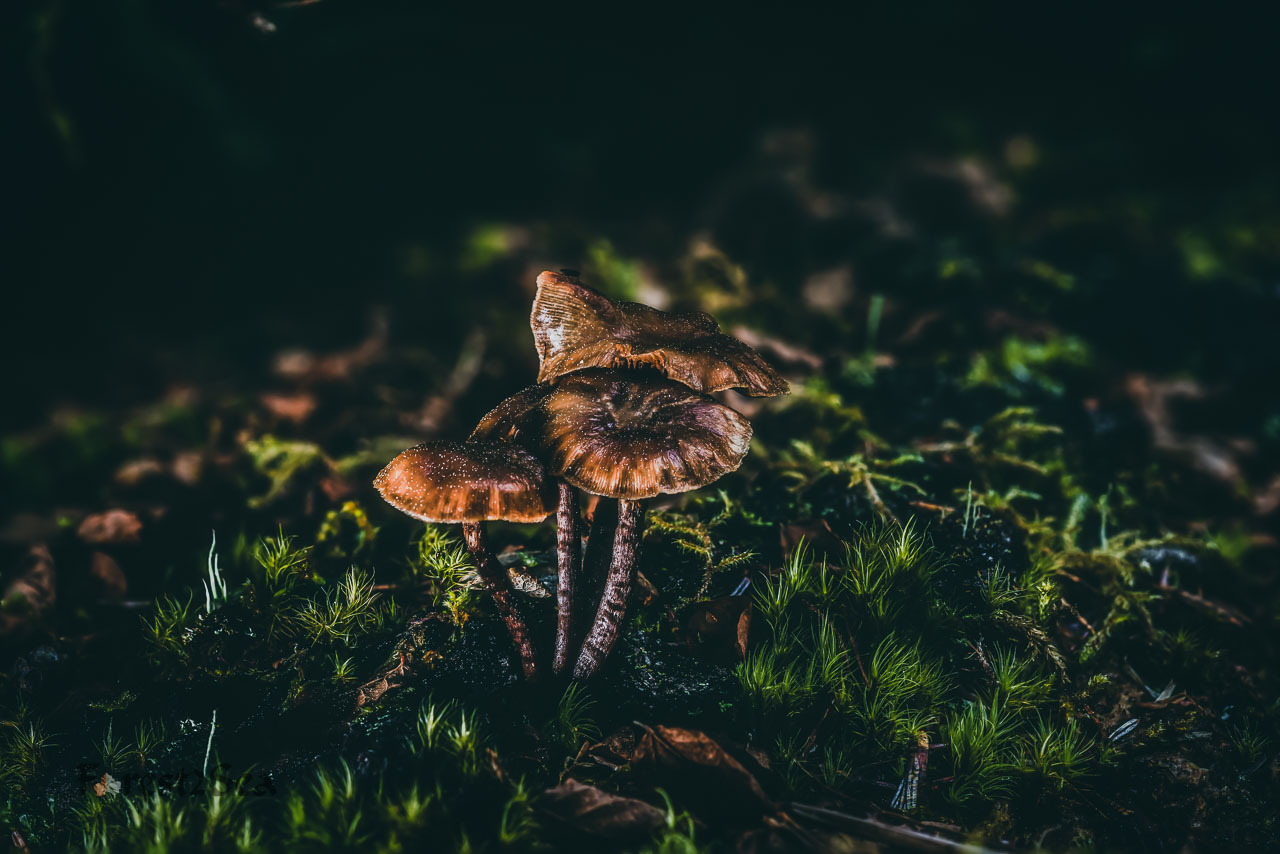 Spring mushrooms