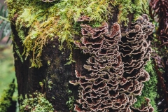 Fungi growing on an old stump