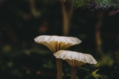 Winter mushrooms