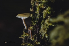 Spring mushrooms
