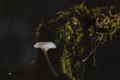 Spring mushrooms